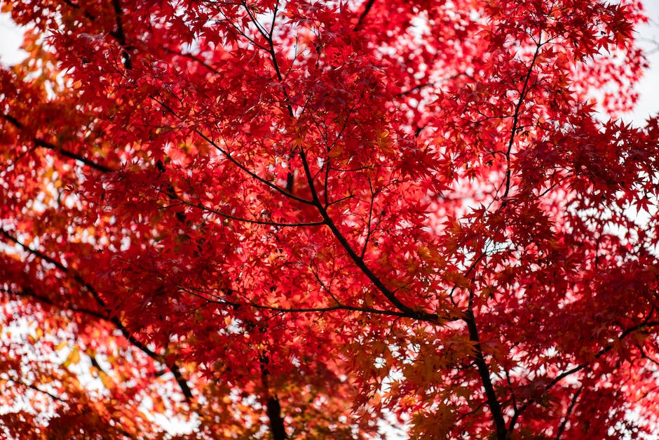  Spanien-Japan Vergleich